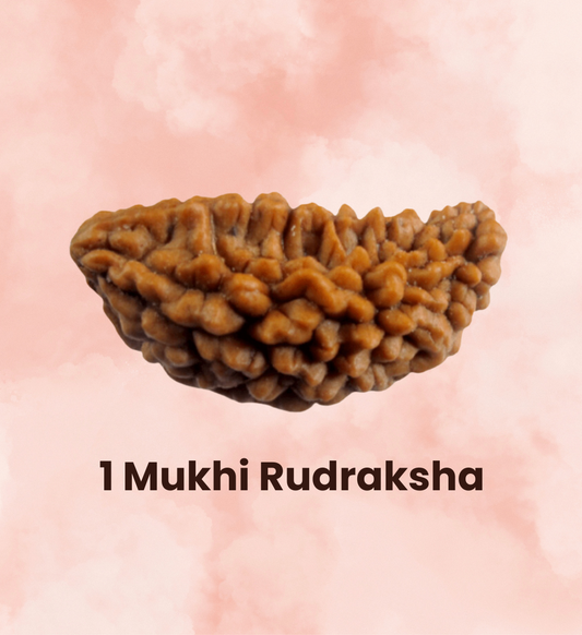 1 Mukhi Rudraksha - Consecrated