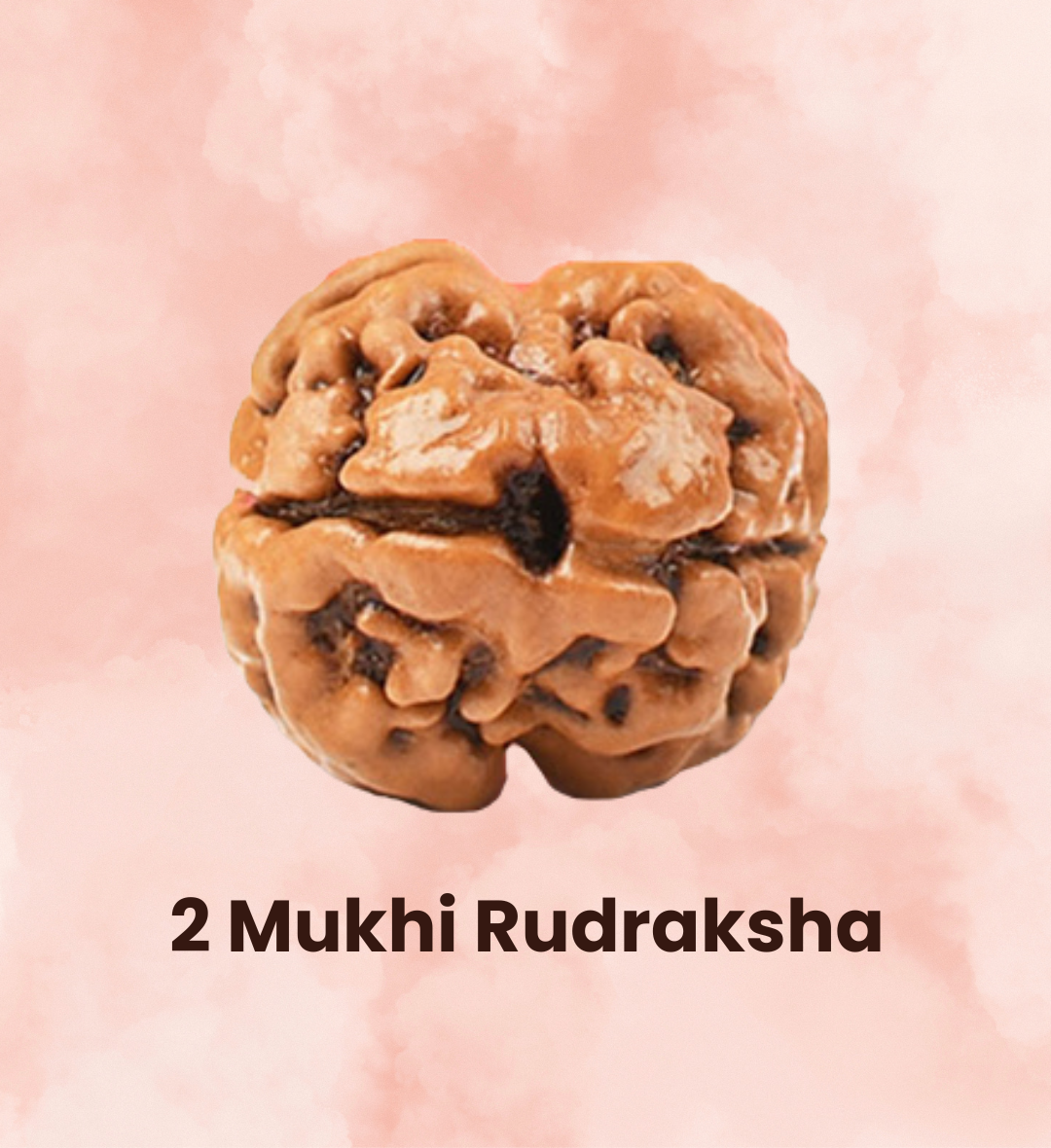 2 Mukhi Rudraksha - Consecrated