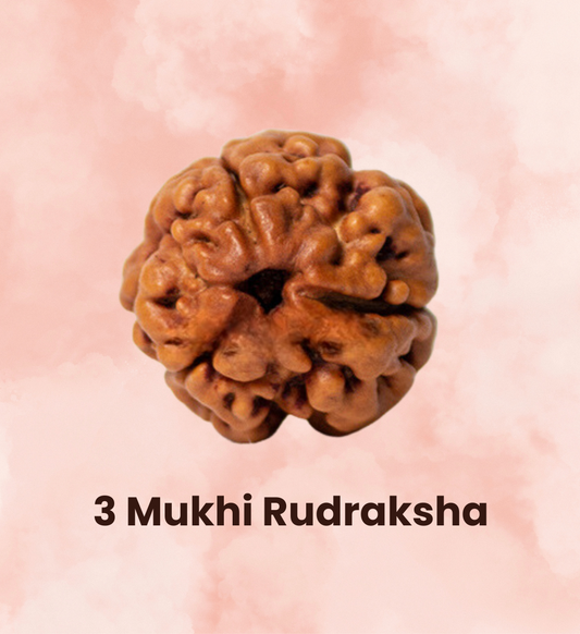 3 Mukhi Rudraksha - Consecrated