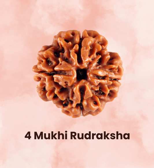 4 Mukhi Rudraksha - Concecrated