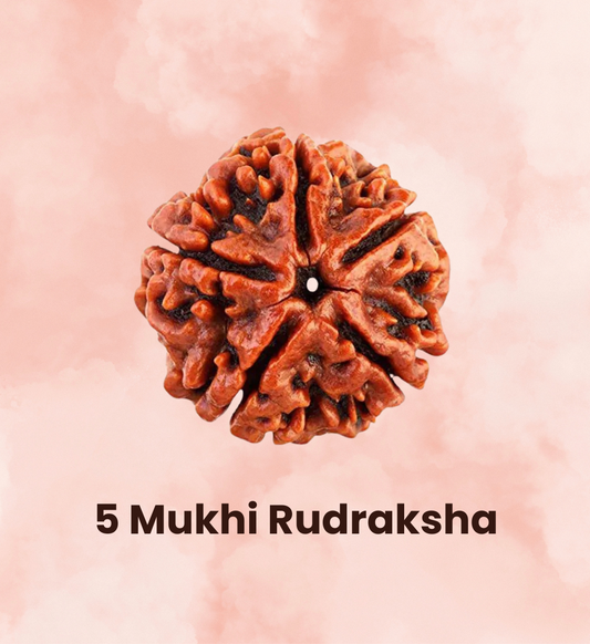 5 Mukhi Rudraksha - Concecrated